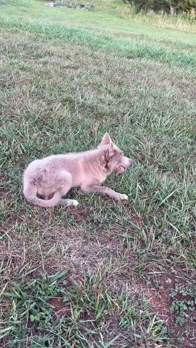 Blu, a male Pomsky for sale in Rustburg, VA – 5 of 5