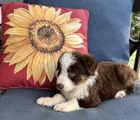 Diesel, a male Australian Shepherd for sale in Rustburg, VA – 3 of 4