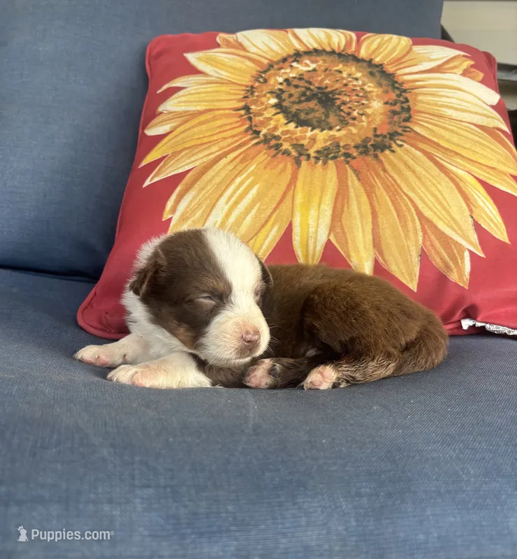 Diesel – Australian Shepherd puppy for sale in Rustburg, VA