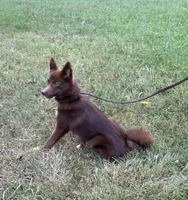 Coco, a female Pomsky for sale in Rustburg, VA – 7 of 9