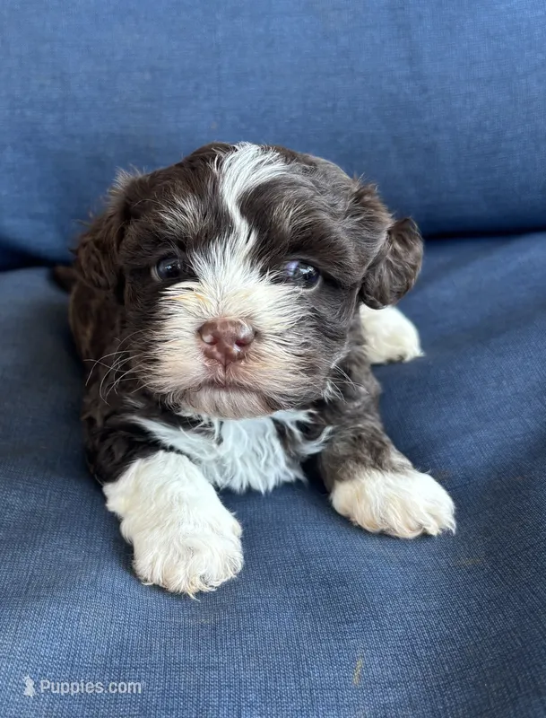 Roco, a male Havanese for sale in Rustburg, VA – 1 of 2