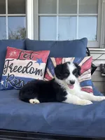 Marco, a male Australian Shepherd for sale in Rustburg, VA – 3 of 3