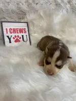 Chance, a male Siberian Husky for sale in Rustburg, VA – Photo 2 of 3