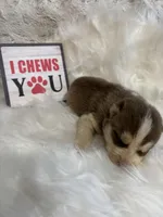 Chance, a male Siberian Husky for sale in Rustburg, VA – Photo 3 of 3