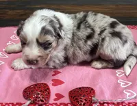 processed/f65f9f57-18ff-4448-9328-37a5b7442024/listing/9bf71e62-a488-45d7-babb-01953a222837/e26d5af8-1d2d-42d8-8b7c-8ecc3fcbc757