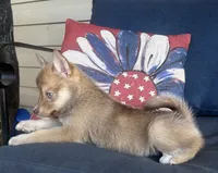 Sidney, a female Pomsky for sale in Rustburg, VA – 3 of 8