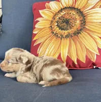 Cooper, a male Australian Shepherd for sale in Rustburg, VA – 2 of 4