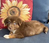 Matilda, a female Australian Shepherd for sale in Rustburg, VA – 4 of 5