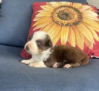 Diesel, a male Australian Shepherd for sale in Rustburg, VA – 2 of 4