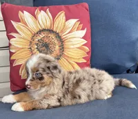 Roman, a male Australian Shepherd for sale in Rustburg, VA – 5 of 5