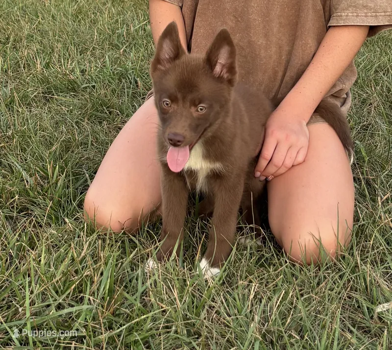 Coco – Pomsky puppy for sale in Rustburg, VA