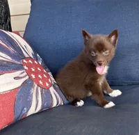 Coco, a female Pomsky for sale in Rustburg, VA – 2 of 8