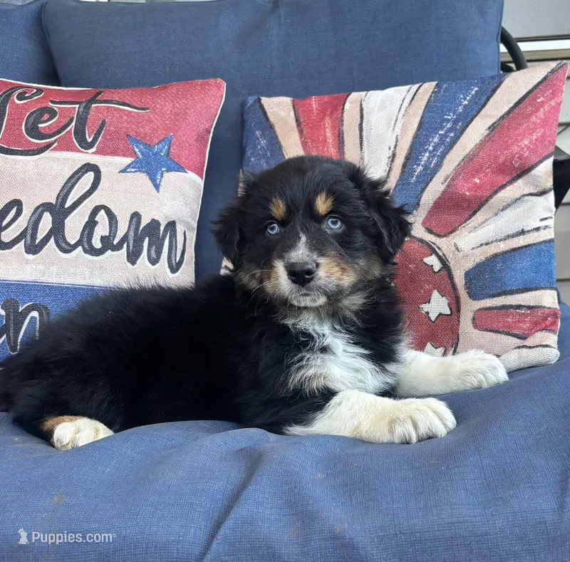 Sam – Australian Shepherd puppy for sale in Rustburg, VA