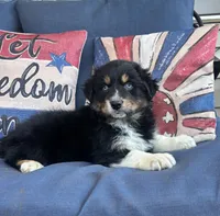 Sam, a male Australian Shepherd for sale in Rustburg, VA – 1 of 3