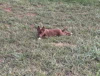 Coco, a female Pomsky for sale in Rustburg, VA – 2 of 5