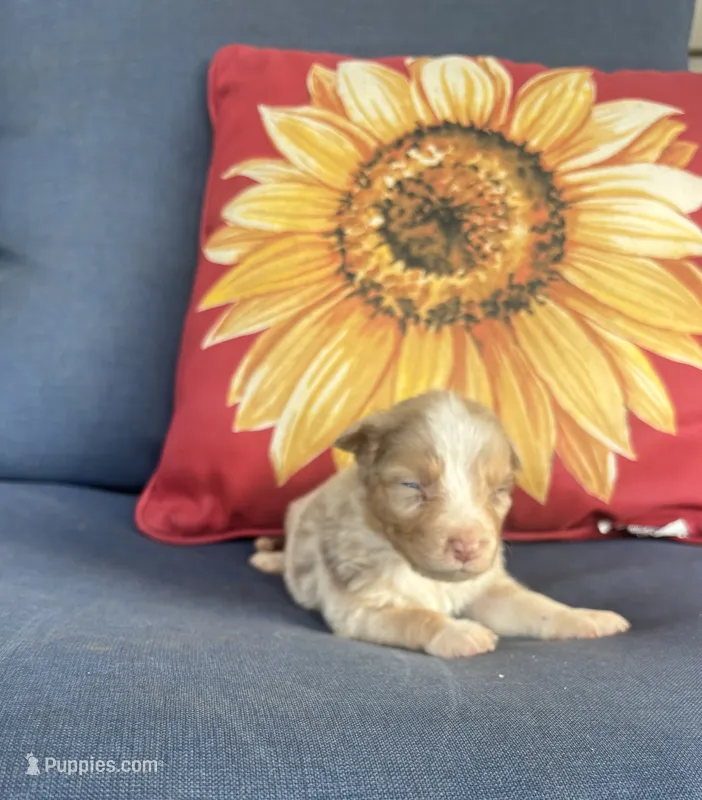 Rusty – Australian Shepherd puppy for sale in Rustburg, VA