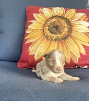 Rusty, a male Australian Shepherd for sale in Rustburg, VA – 1 of 3