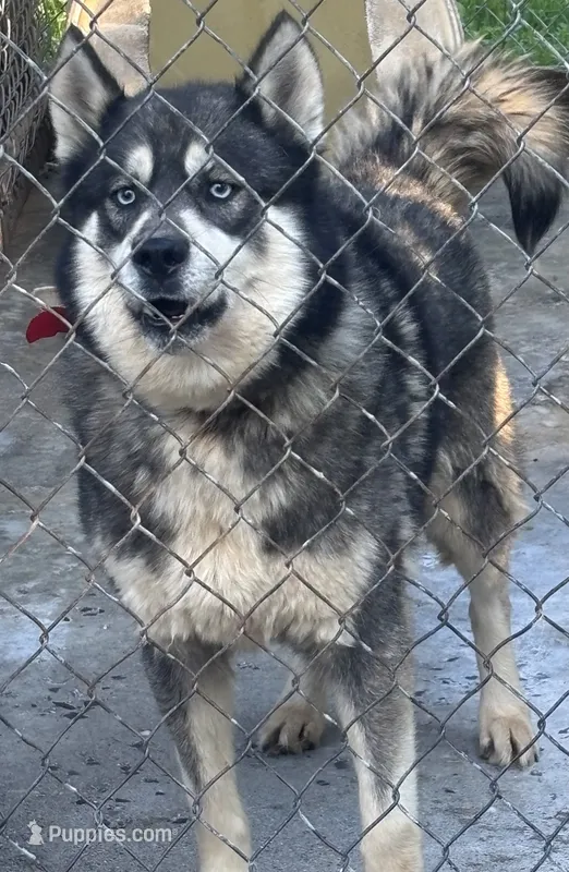 Husky brother and sister – Siberian Husky puppy for sale in Rustburg, VA