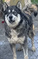 Husky brother and sister, a female Siberian Husky for sale in Rustburg, VA – 1 of 2