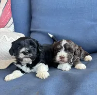 Roco, a male Havanese for sale in Rustburg, VA – 2 of 2