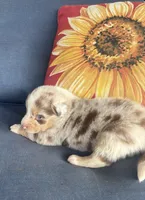 Sadie, a female Australian Shepherd for sale in Rustburg, VA – 2 of 3