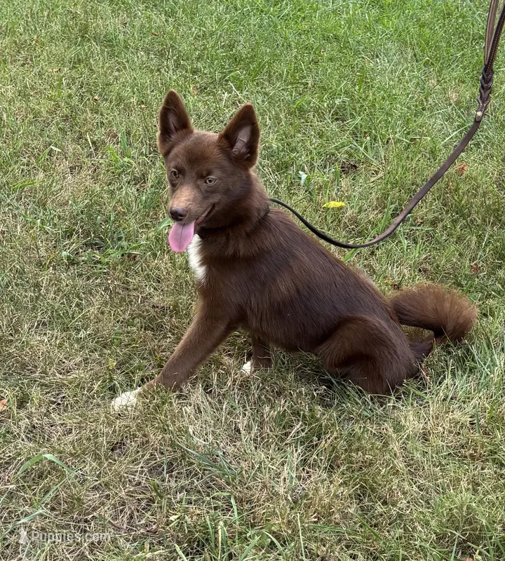 Coco – Pomsky puppy for sale in Rustburg, VA