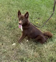 Coco, a female Pomsky for sale in Rustburg, VA – 1 of 9