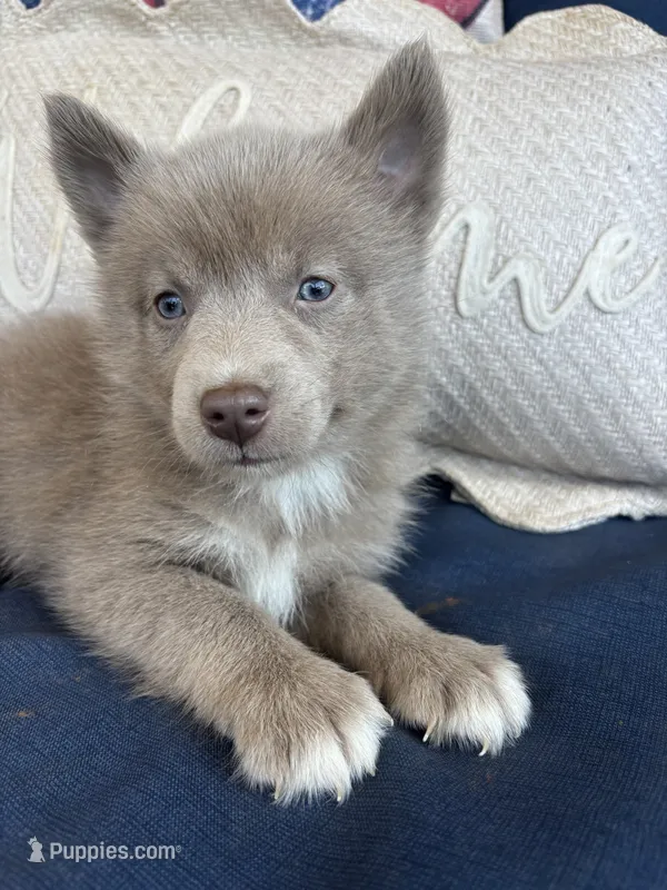 Blu – Pomsky puppy for sale in Rustburg, VA