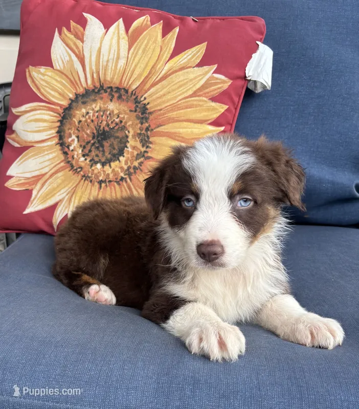 Diesel – Australian Shepherd puppy for sale in Rustburg, VA