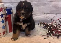 Jake, a male Australian Shepherd for sale in Rustburg, VA – Photo 5 of 5