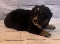 Jake, a male Australian Shepherd for sale in Rustburg, VA – Photo 3 of 5