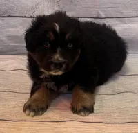 Jake, a male Australian Shepherd for sale in Rustburg, VA – Photo 2 of 5