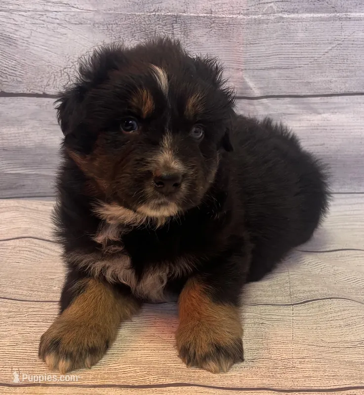 Jake, a male Australian Shepherd for sale in Rustburg, VA – Photo 1 of 5