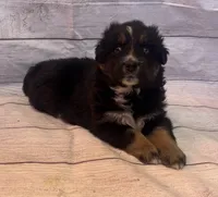 Jake, a male Australian Shepherd for sale in Rustburg, VA – Photo 4 of 5