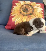 Rudy, a male Australian Shepherd for sale in Rustburg, VA – 3 of 4