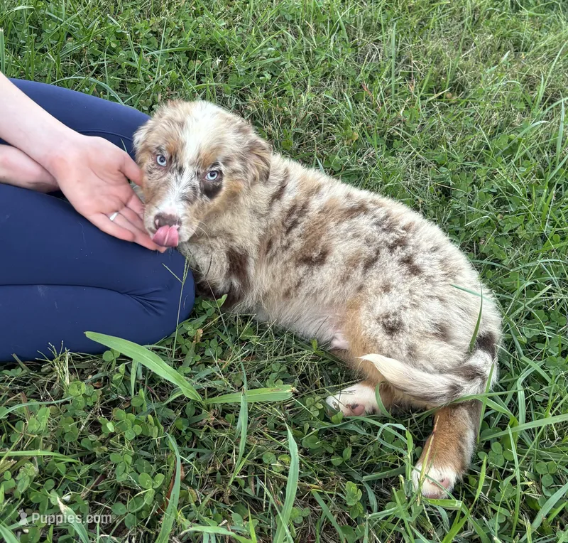 Roman – Australian Shepherd puppy for sale in Rustburg, VA