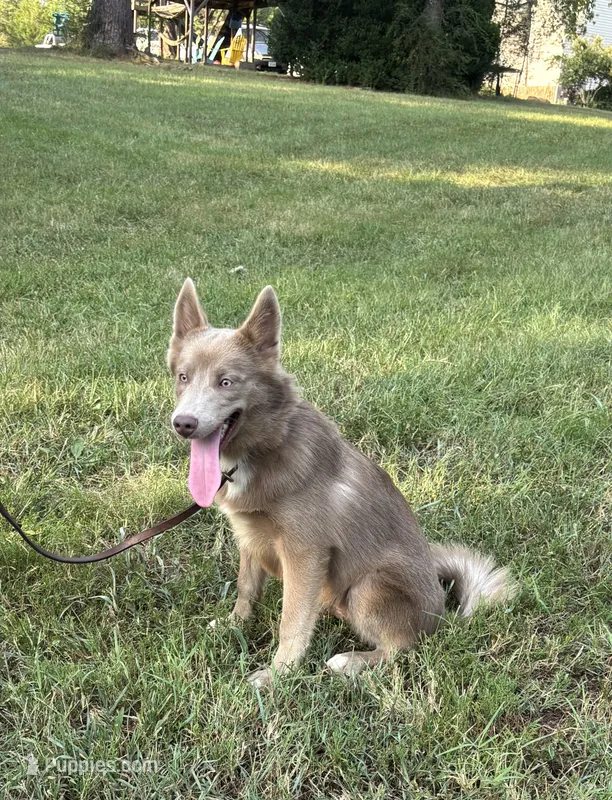 Blu – Pomsky puppy for sale in Rustburg, VA