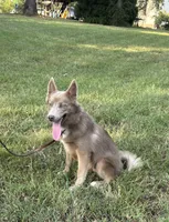 Blu, a male Pomsky for sale in Rustburg, VA – 1 of 8