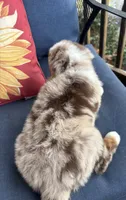 Roman, a male Australian Shepherd for sale in Rustburg, VA – 2 of 5