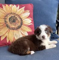 Diesel, a male Australian Shepherd for sale in Rustburg, VA – 2 of 4