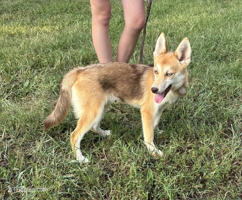Sidney – Pomsky puppy for sale in Rustburg, VA