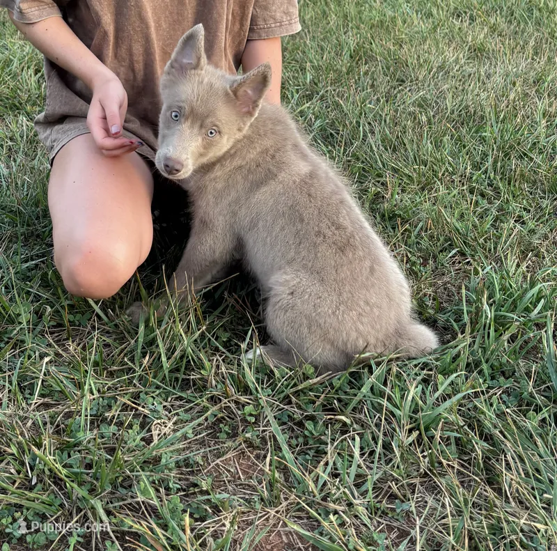 Blu – Pomsky puppy for sale in Rustburg, VA