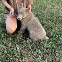 Blu, a male Pomsky for sale in Rustburg, VA – 1 of 5