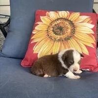 Diesel, a male Australian Shepherd for sale in Rustburg, VA – 3 of 4