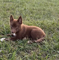 Coco, a female Pomsky for sale in Rustburg, VA – 5 of 5