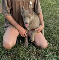 Blu, a male Pomsky for sale in Rustburg, VA – 3 of 5