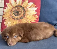 Matilda, a female Australian Shepherd for sale in Rustburg, VA – 3 of 5