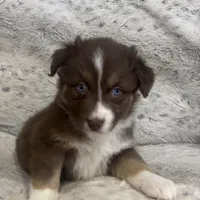Missy, a female Australian Shepherd for sale in Rustburg, VA – Photo 5 of 6