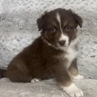 Missy, a female Australian Shepherd for sale in Rustburg, VA – Photo 1 of 6