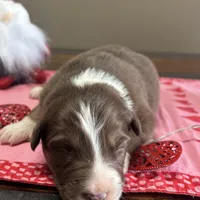 Missy, a female Australian Shepherd for sale in Rustburg, VA – Photo 4 of 6